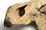 Woolly Mammoth Jaw with M Molar - Germany #235234-6